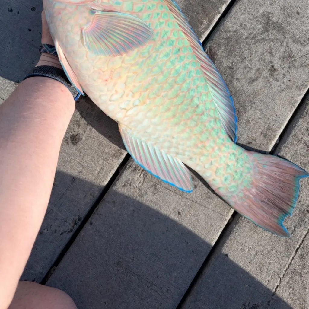 The most recent Rainbow parrotfish catches on Fishbrain