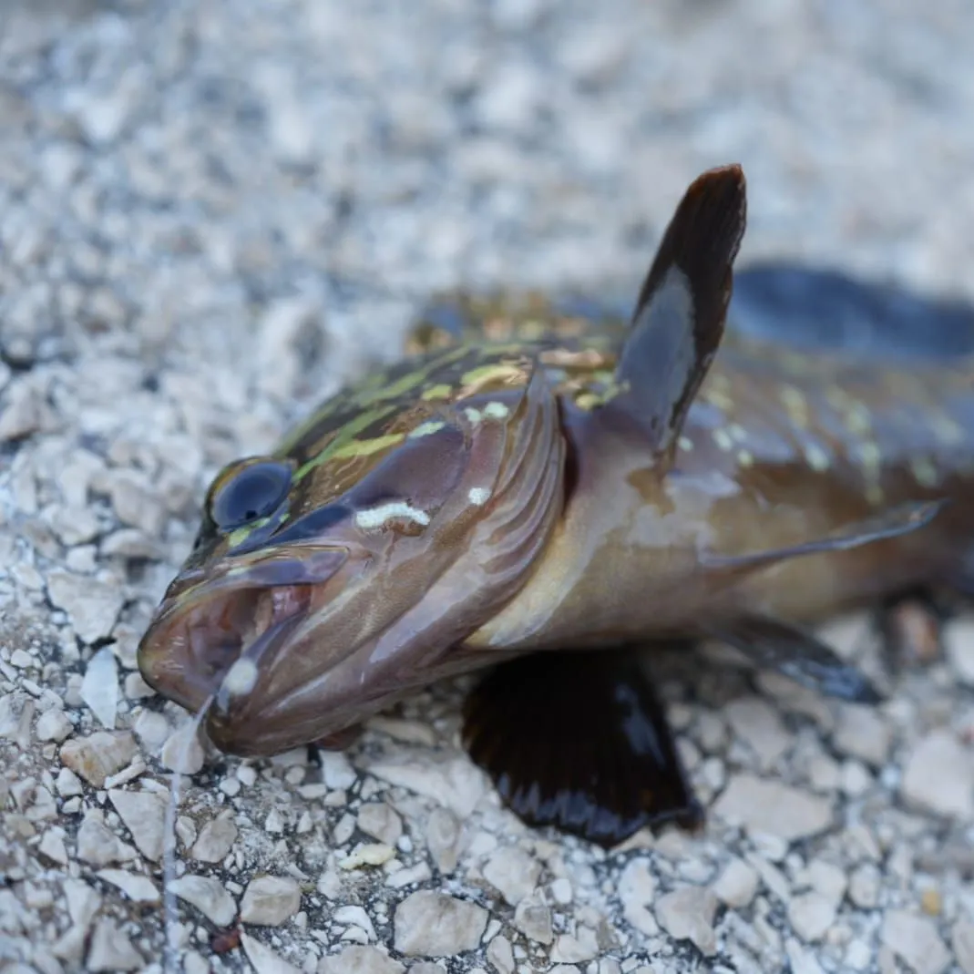 The most recent Dusky grouper catches on Fishbrain