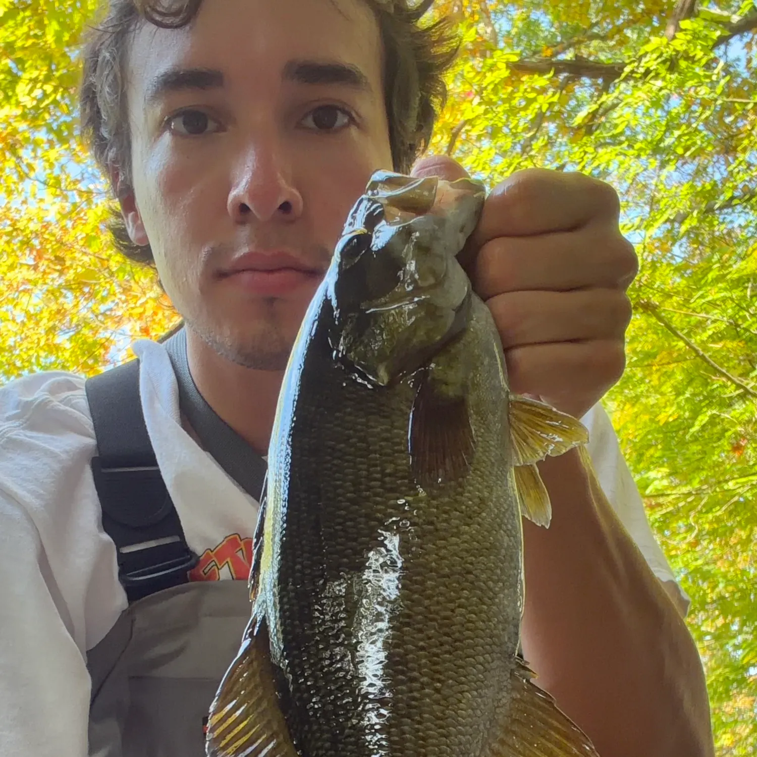 Smallmouth bass caught on Fishbrain