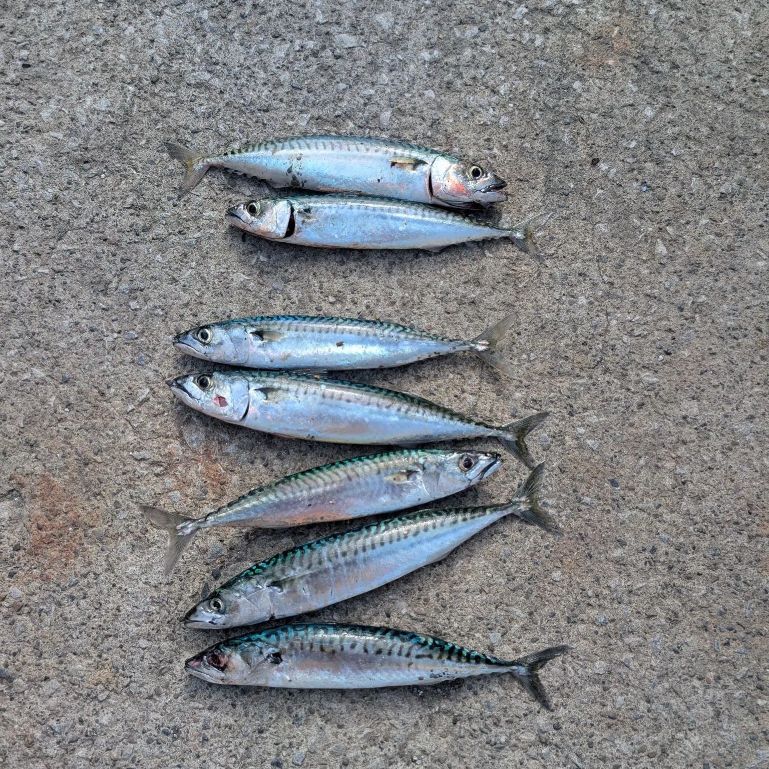 Atlantic mackerel caught on Fishbrain