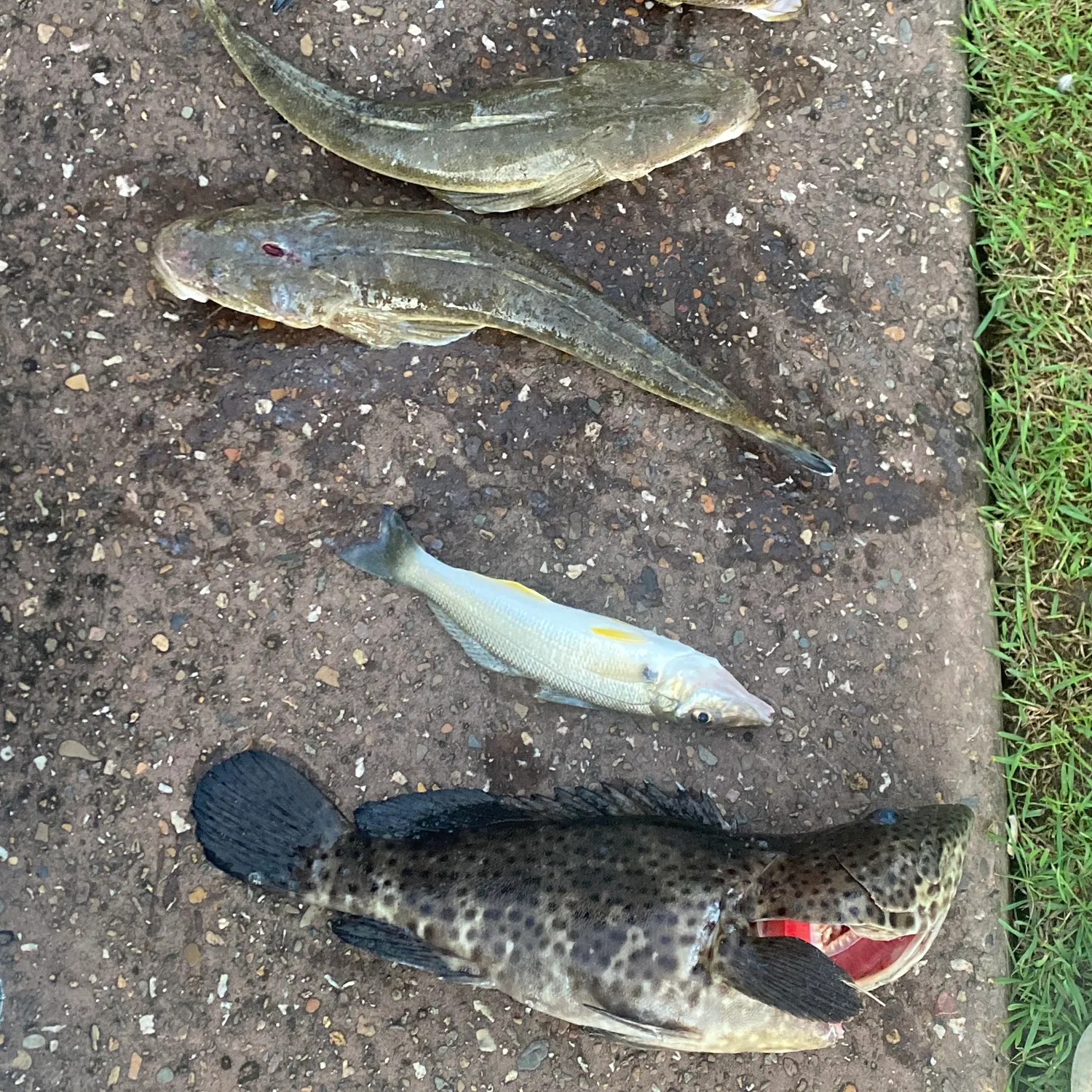 The most recent Malabar grouper catches on Fishbrain