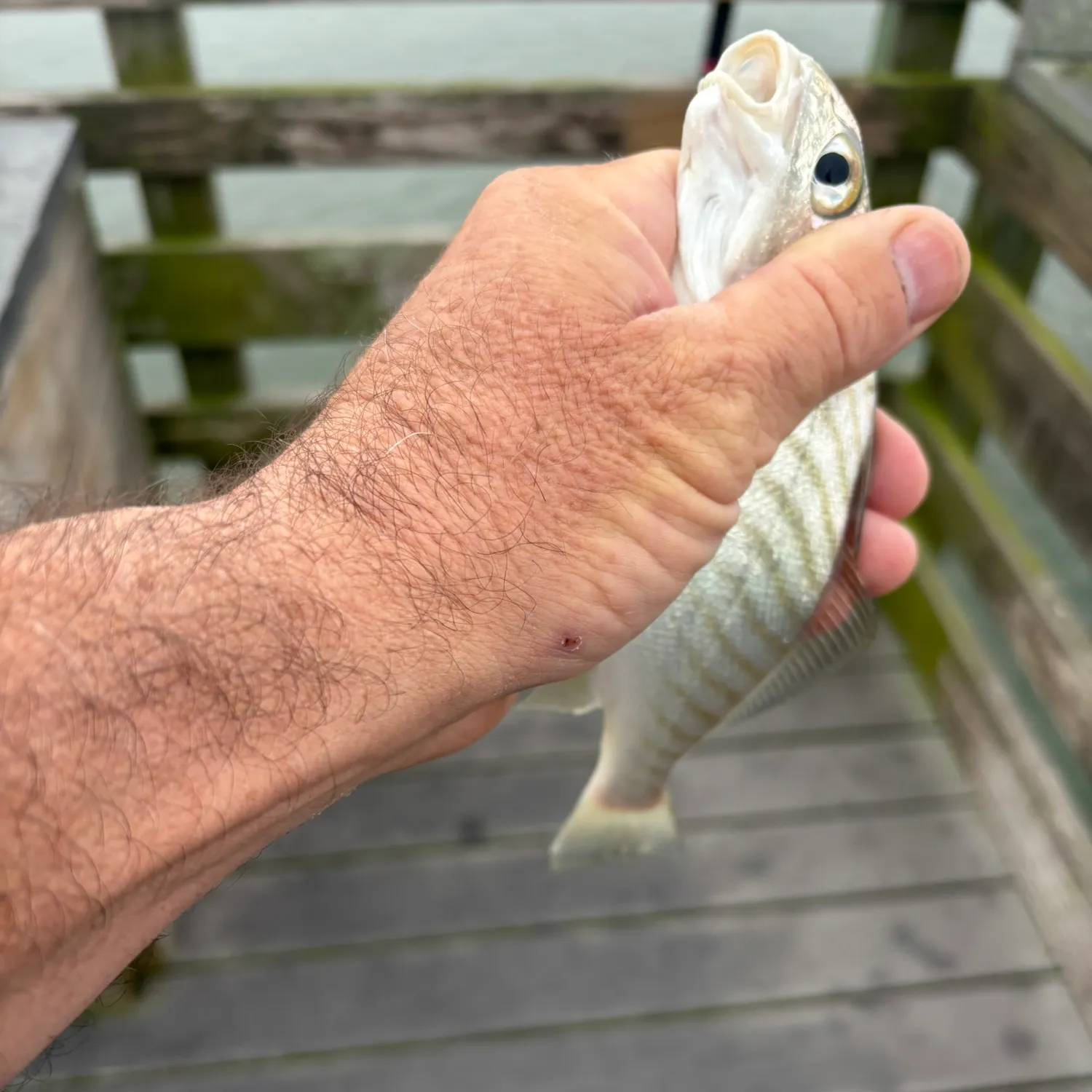The most recent Spot croaker catches on Fishbrain