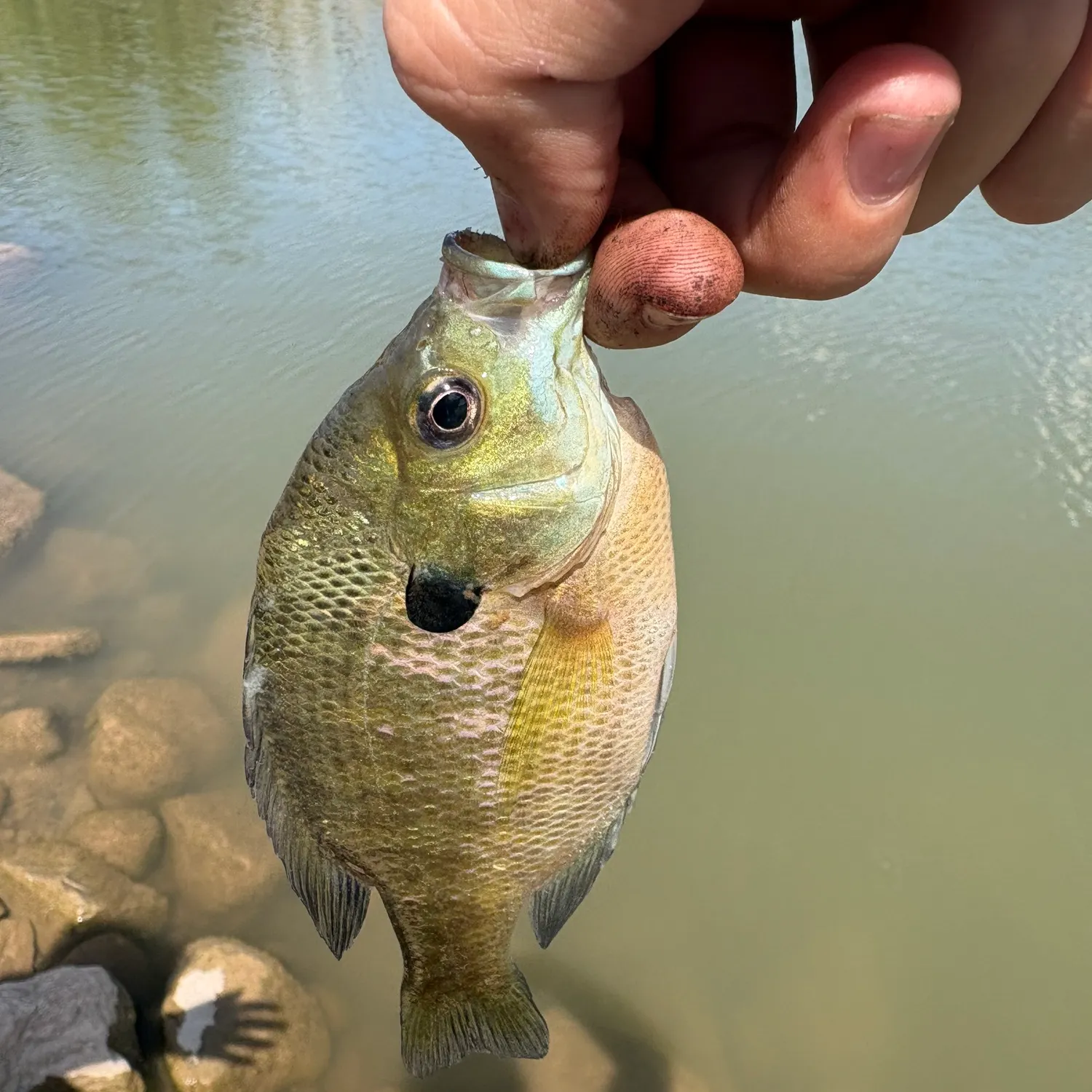 Bluegill caught on Fishbrain