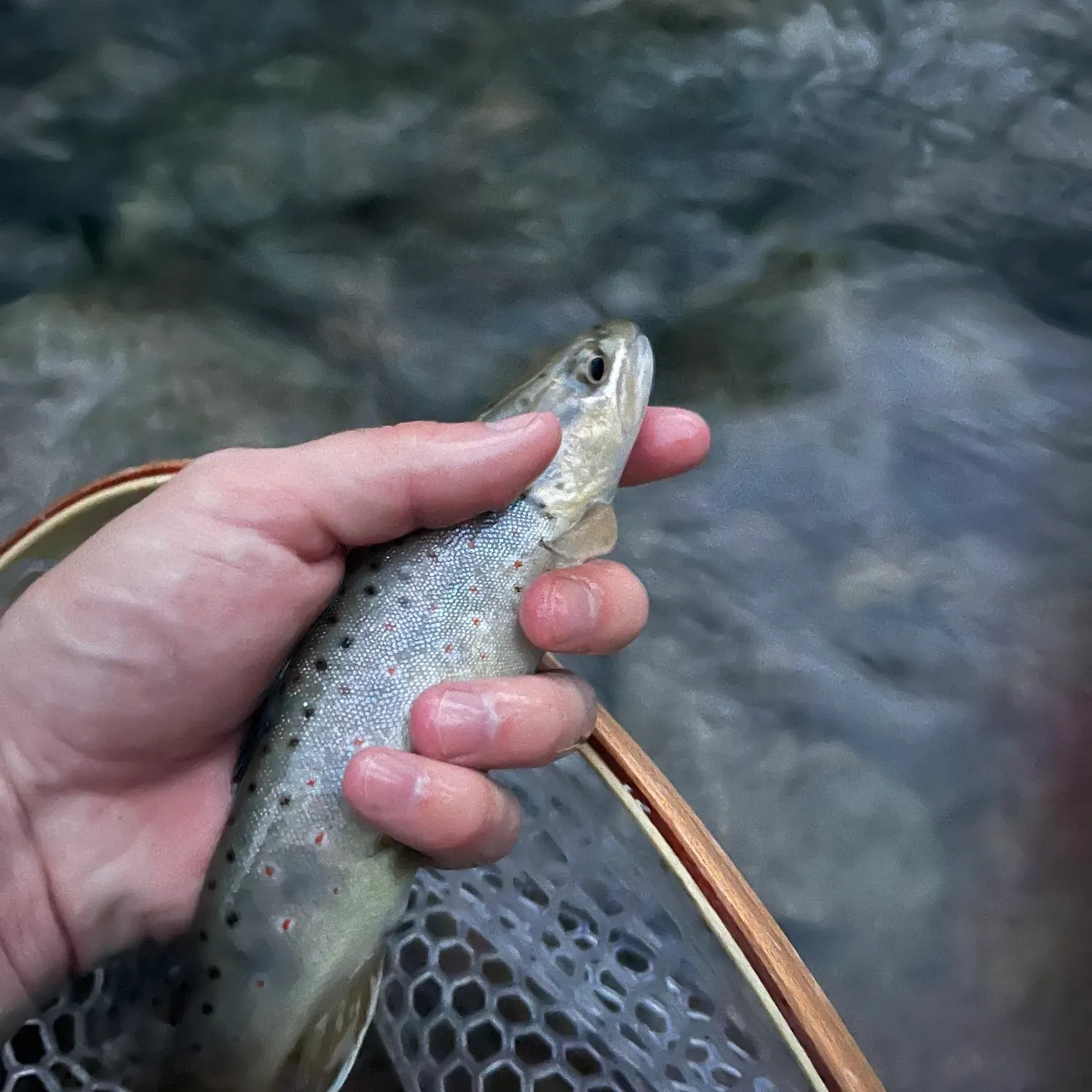 Brown trout caught on Fishbrain