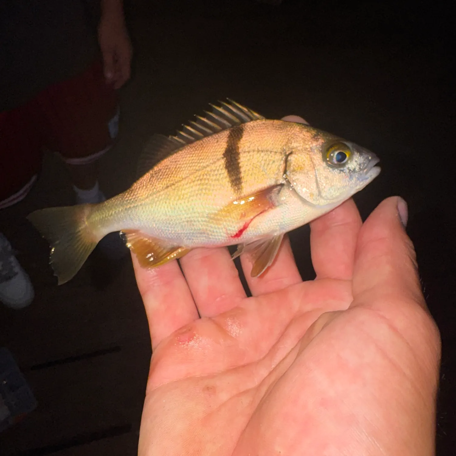 The most recent Sargo catches on Fishbrain