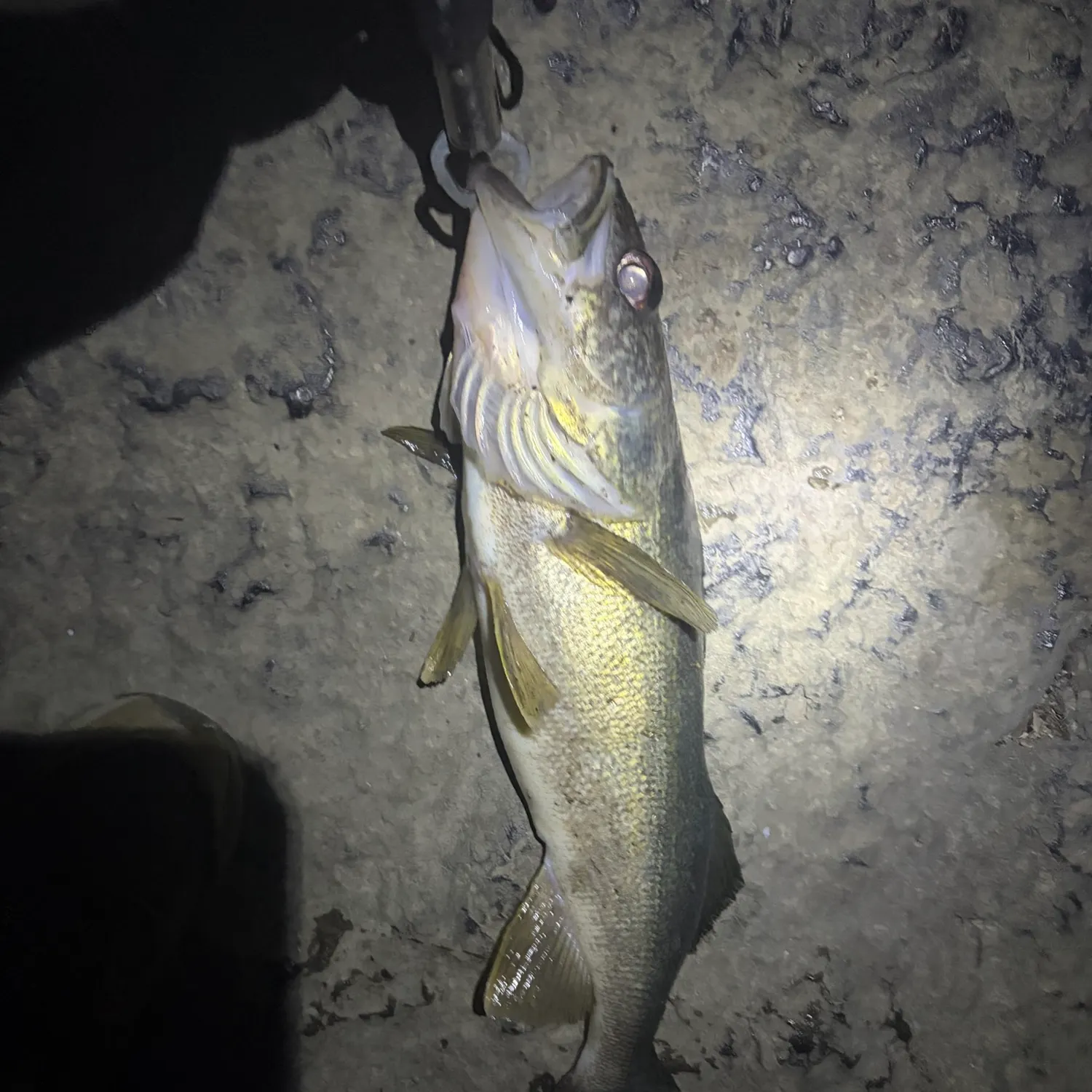 Walleye caught on Fishbrain