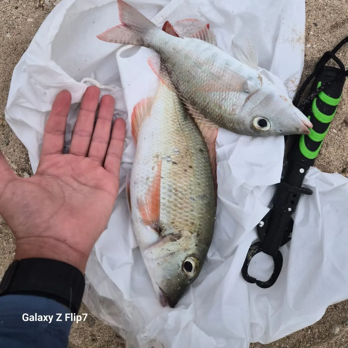 Red seabream caught on Fishbrain