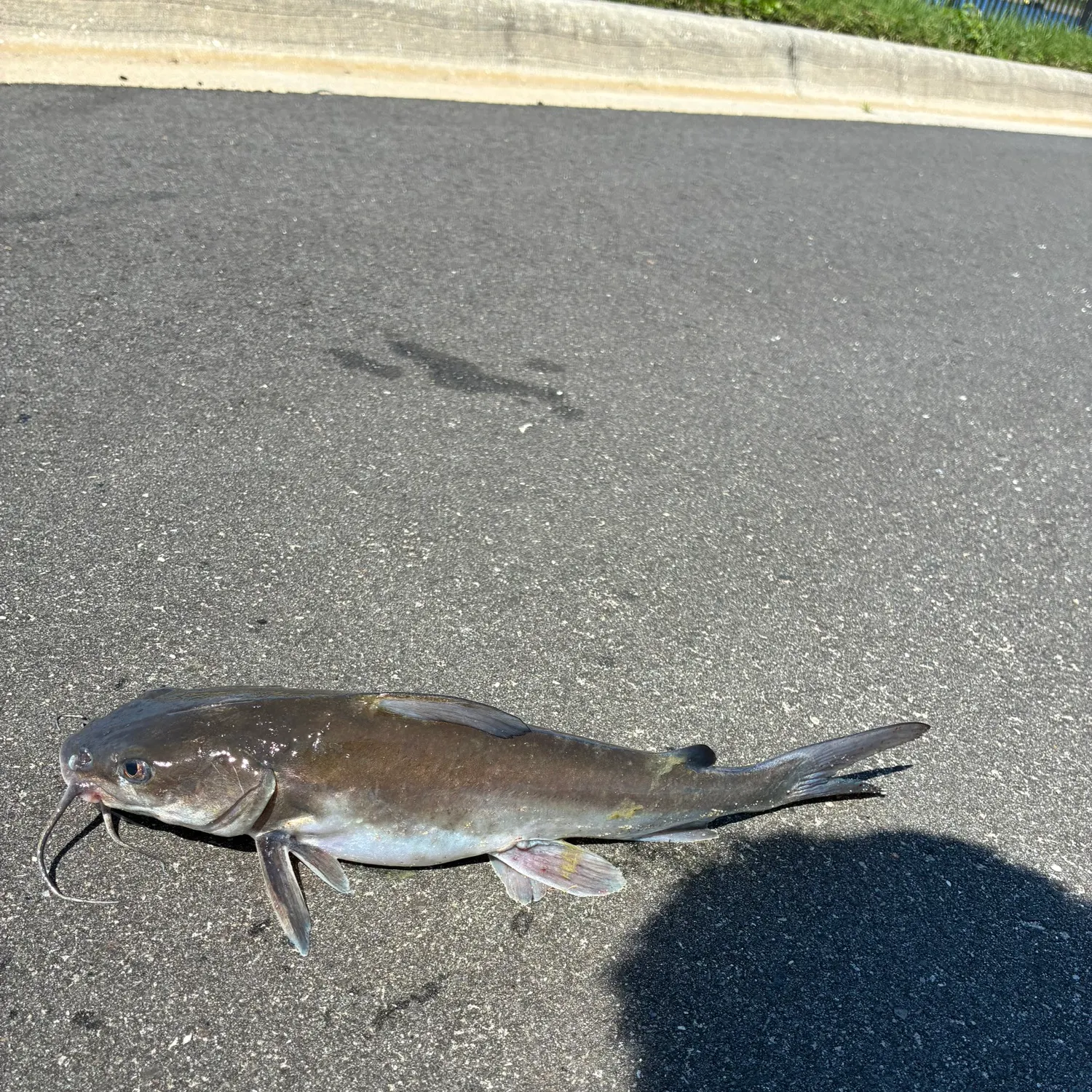 Channel catfish caught on Fishbrain