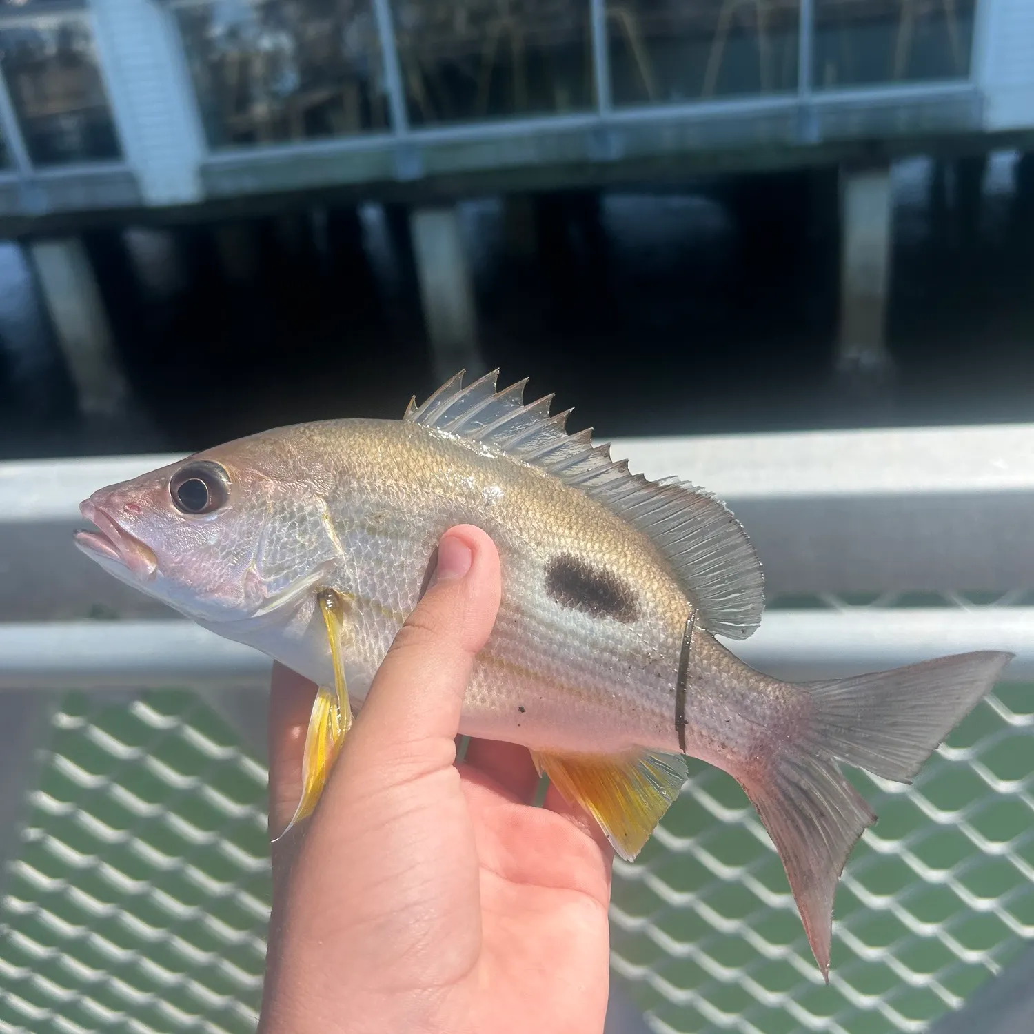 Moses perch caught on Fishbrain