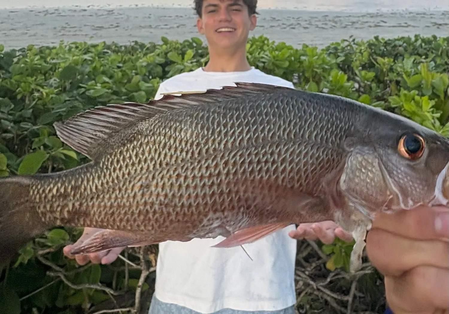 Pacific cubera snapper