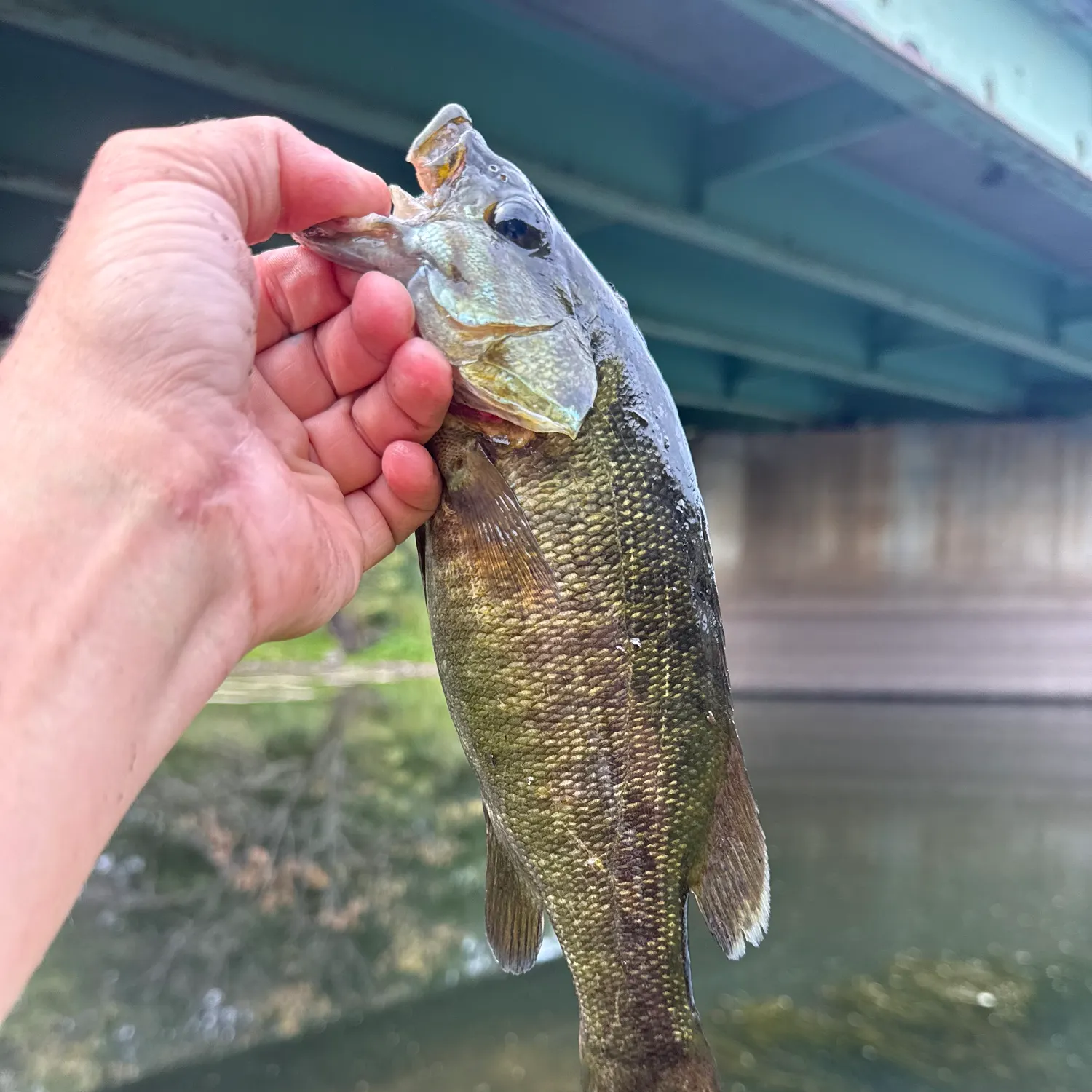 Smallmouth bass caught on Fishbrain