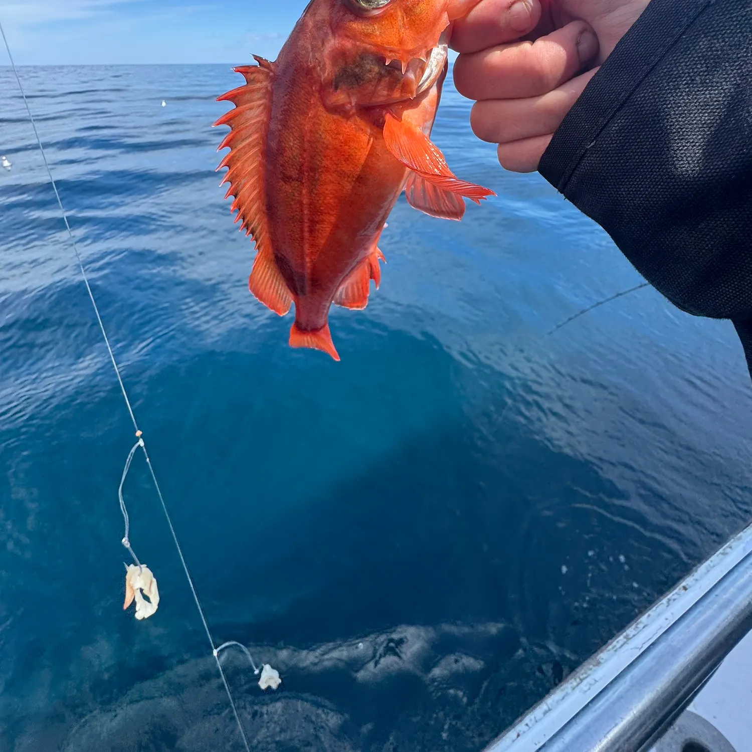 The most recent Acadian Redfish catches on Fishbrain