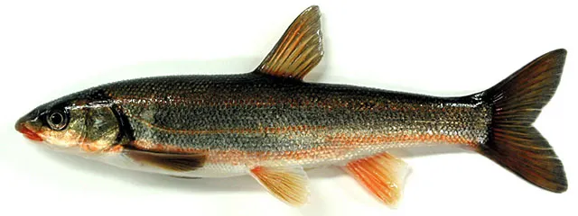 Big-scaled redfin