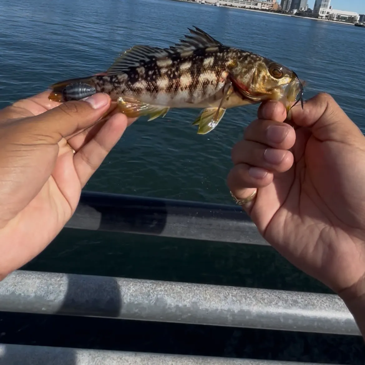 The most recent Kelp bass catches on Fishbrain