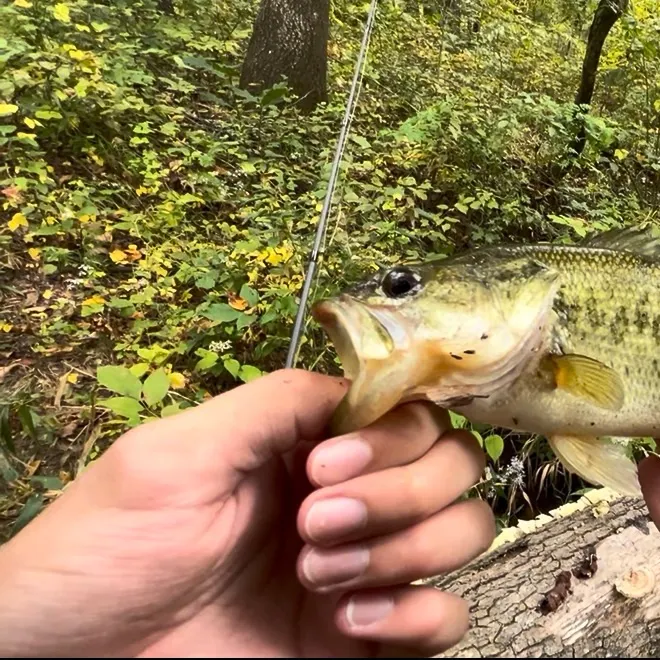 Largemouth bass caught on Fishbrain