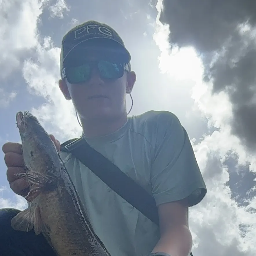 The most recent Goldline snakehead catches on Fishbrain