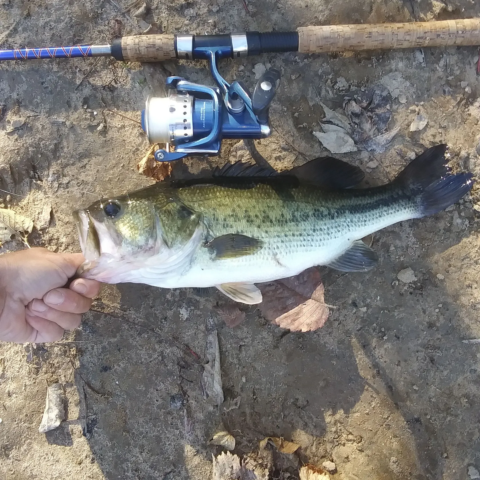 Largemouth bass caught on Fishbrain
