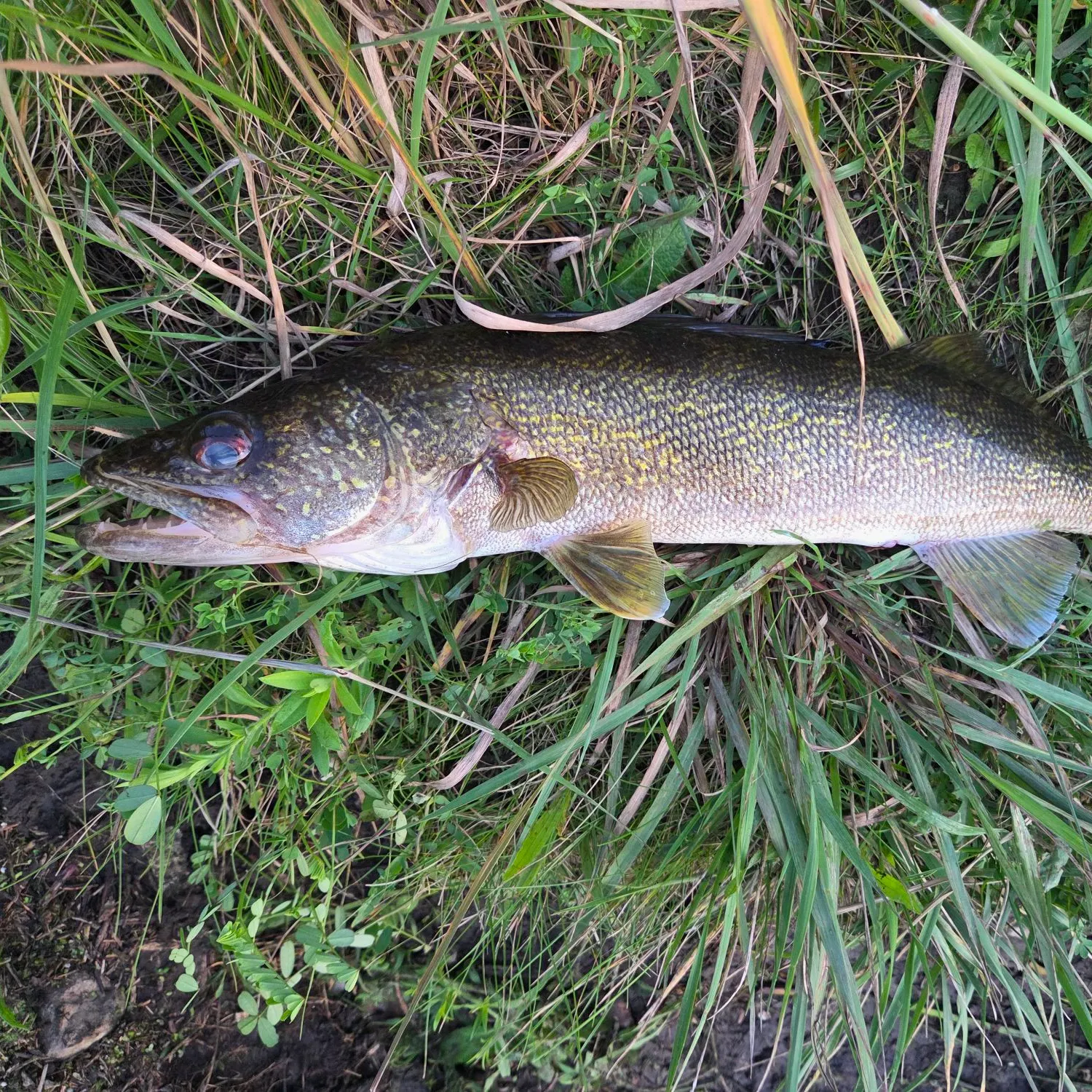 The most recent Sauger catches on Fishbrain