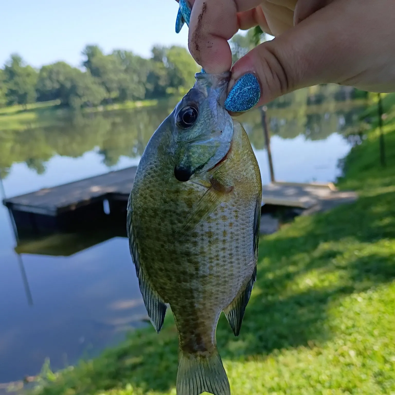 Bluegill caught on Fishbrain