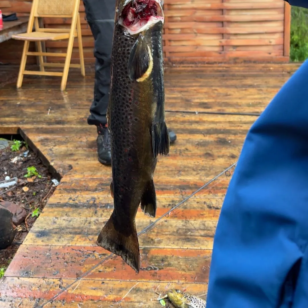 Lake trout caught on Fishbrain