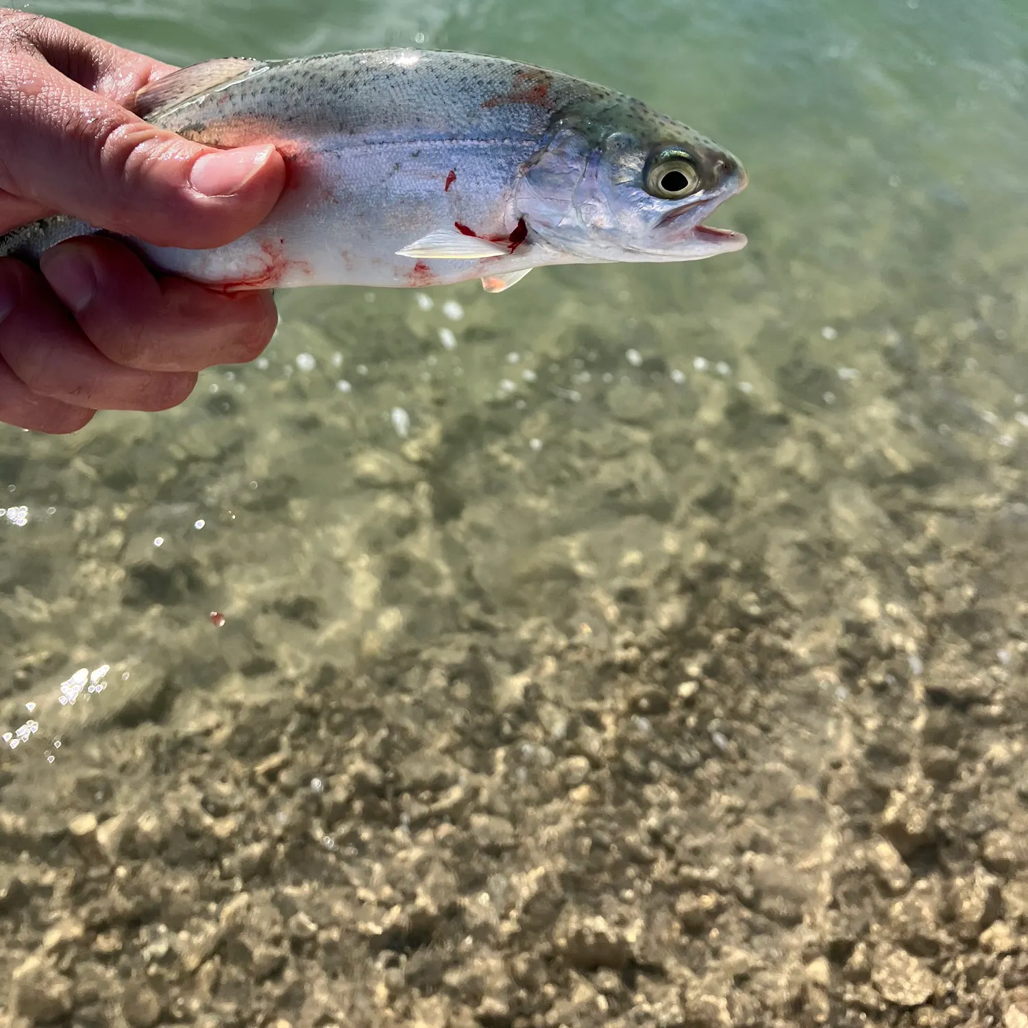 The most recent Bear Lake cutthroat trout catches on Fishbrain