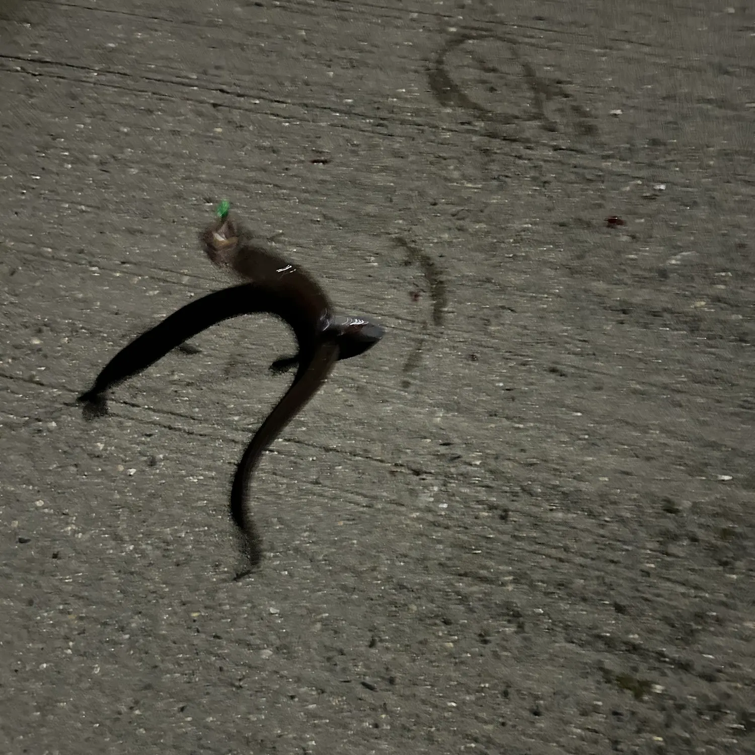 American eel caught on Fishbrain