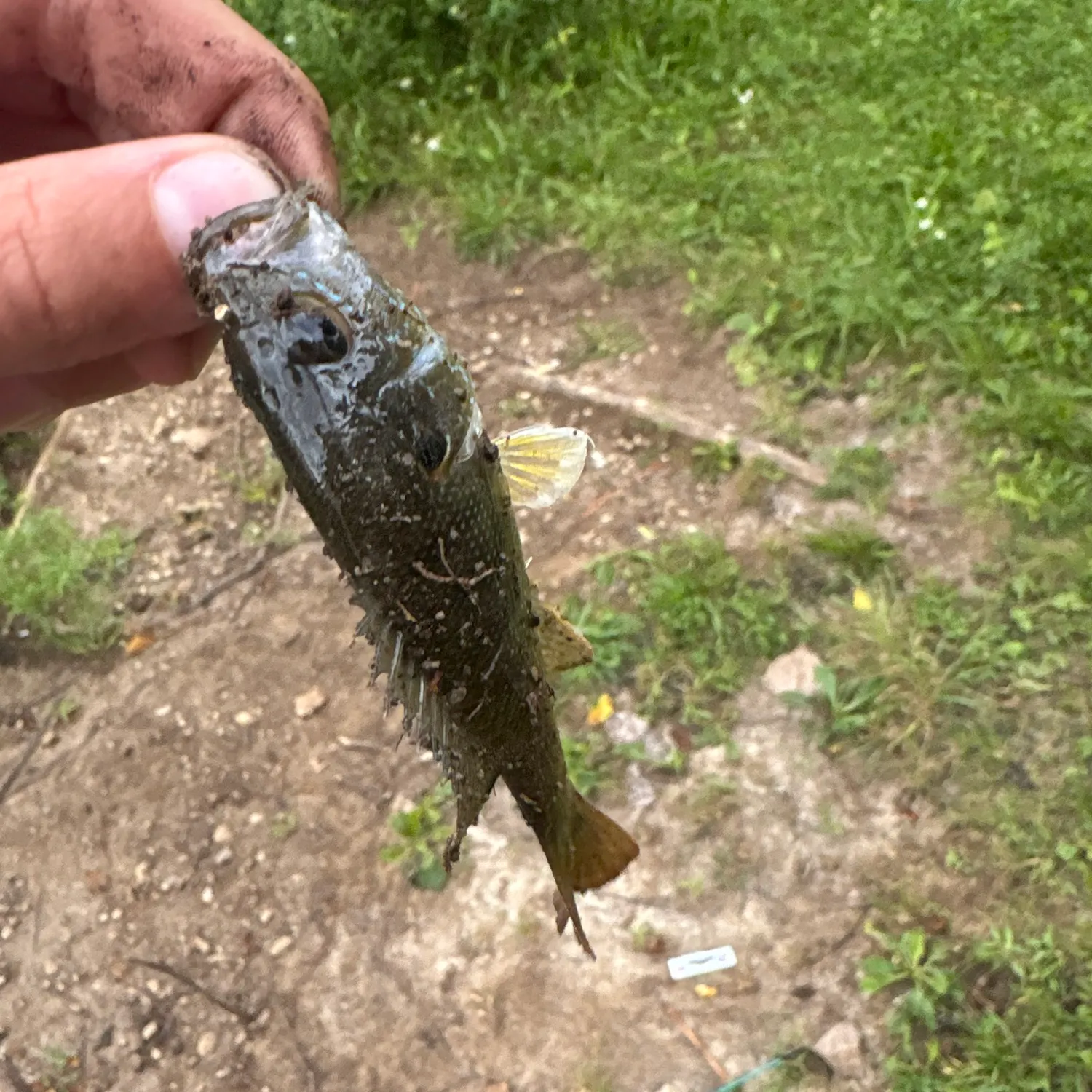 Fish caught on Fishbrain