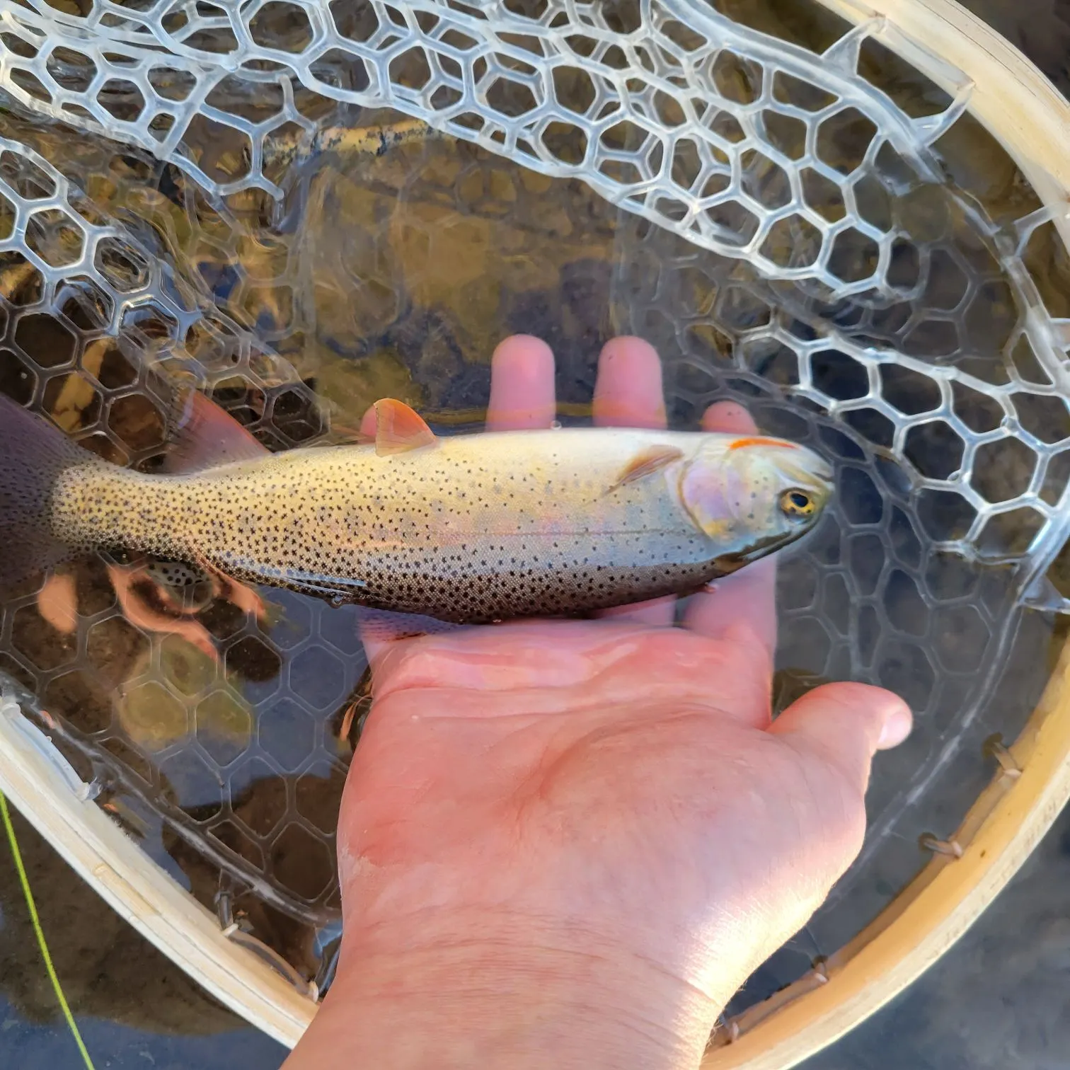Snake River fine-spotted cutthroat trout caught on Fishbrain