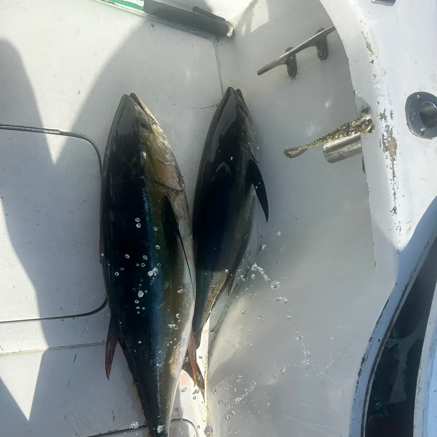 The most recent Yellowfin tuna catches on Fishbrain