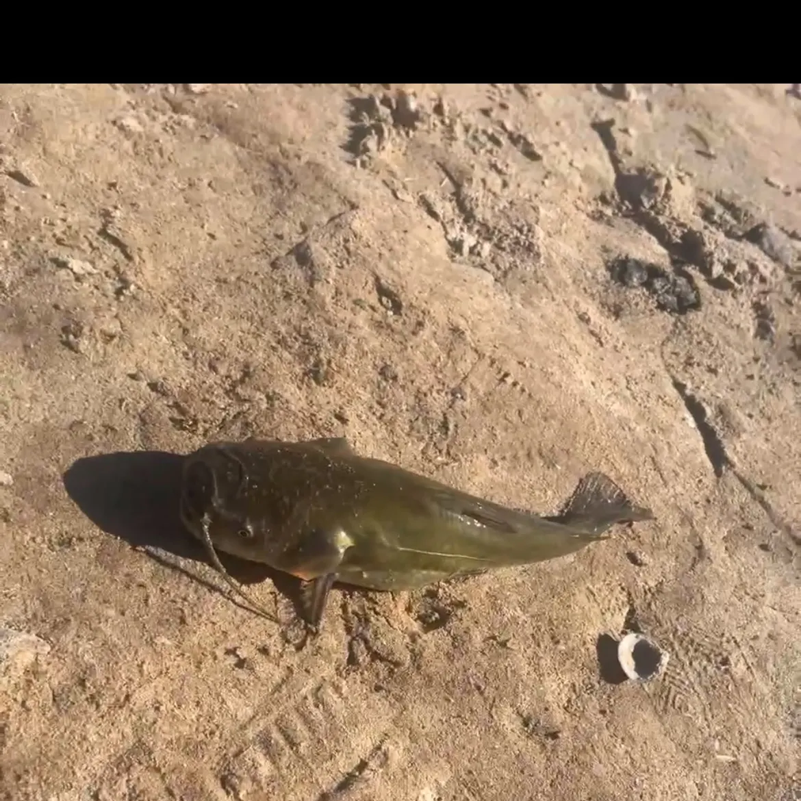 Channel catfish caught on Fishbrain