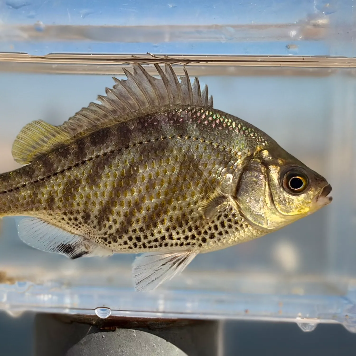 Tule perch caught on Fishbrain
