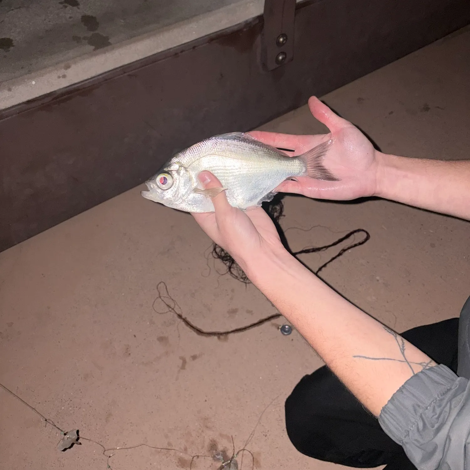 Walleye surfperch caught on Fishbrain