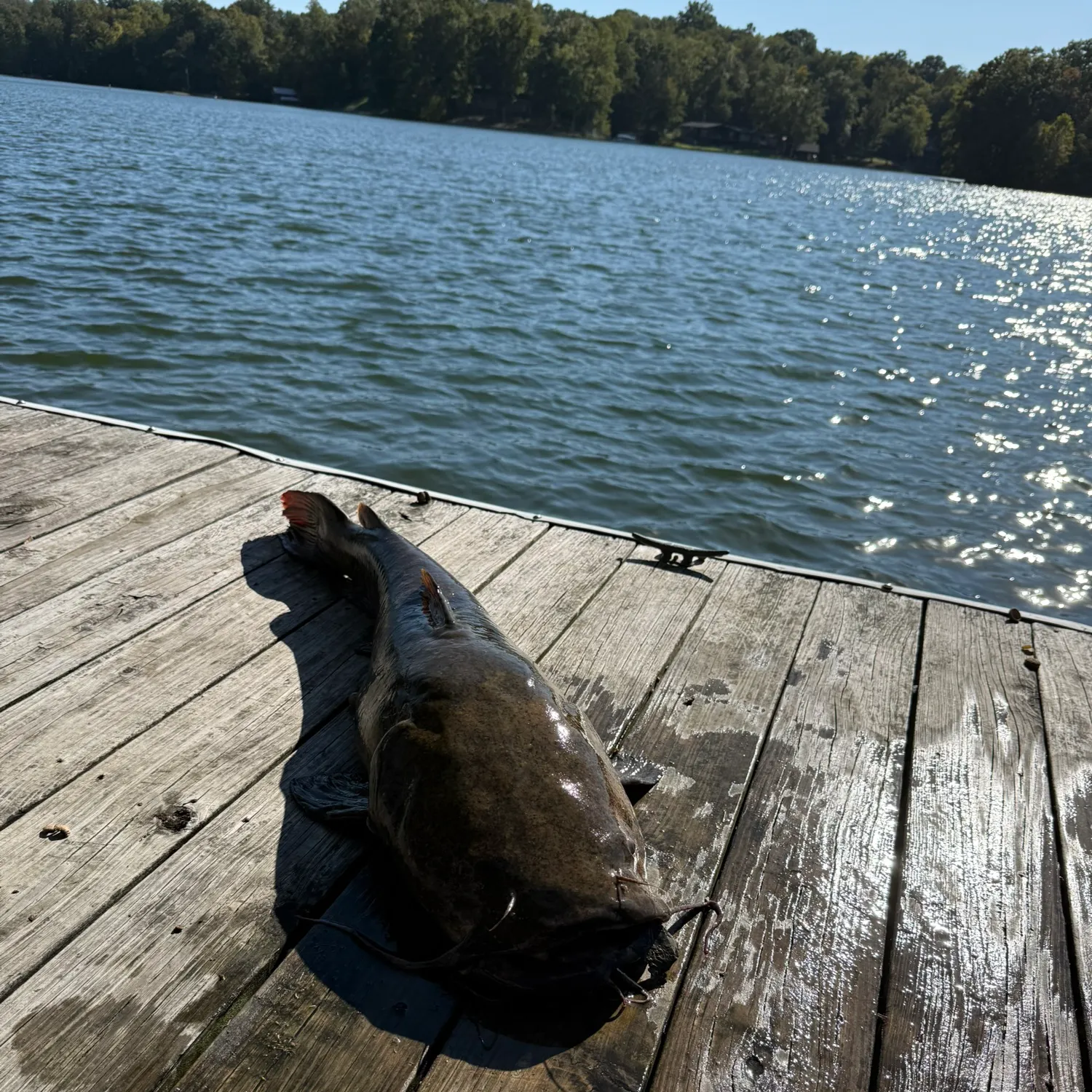 Flathead catfish caught on Fishbrain
