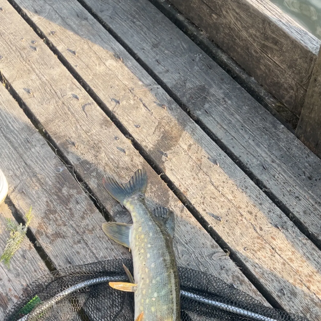 Northern pike caught on Fishbrain