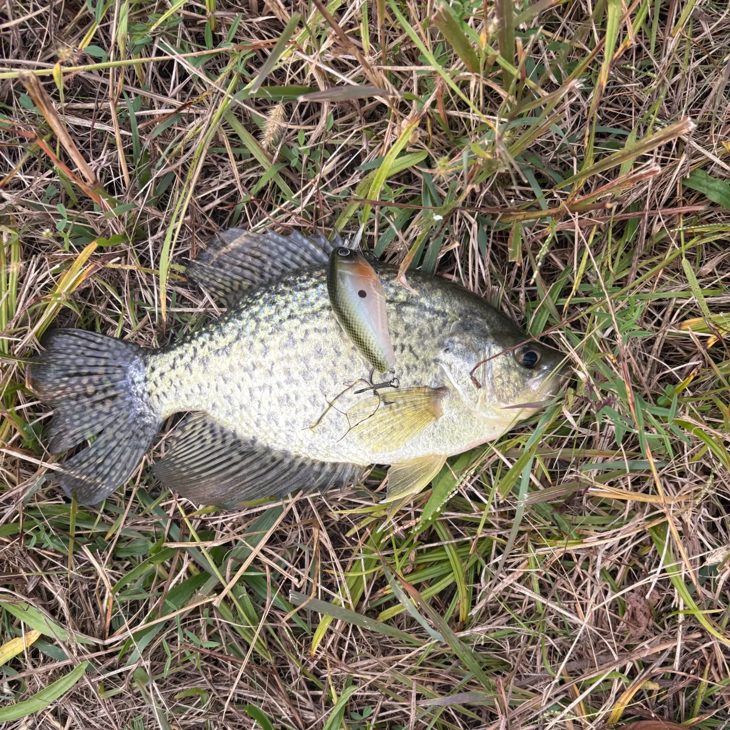 Black crappie caught on Fishbrain