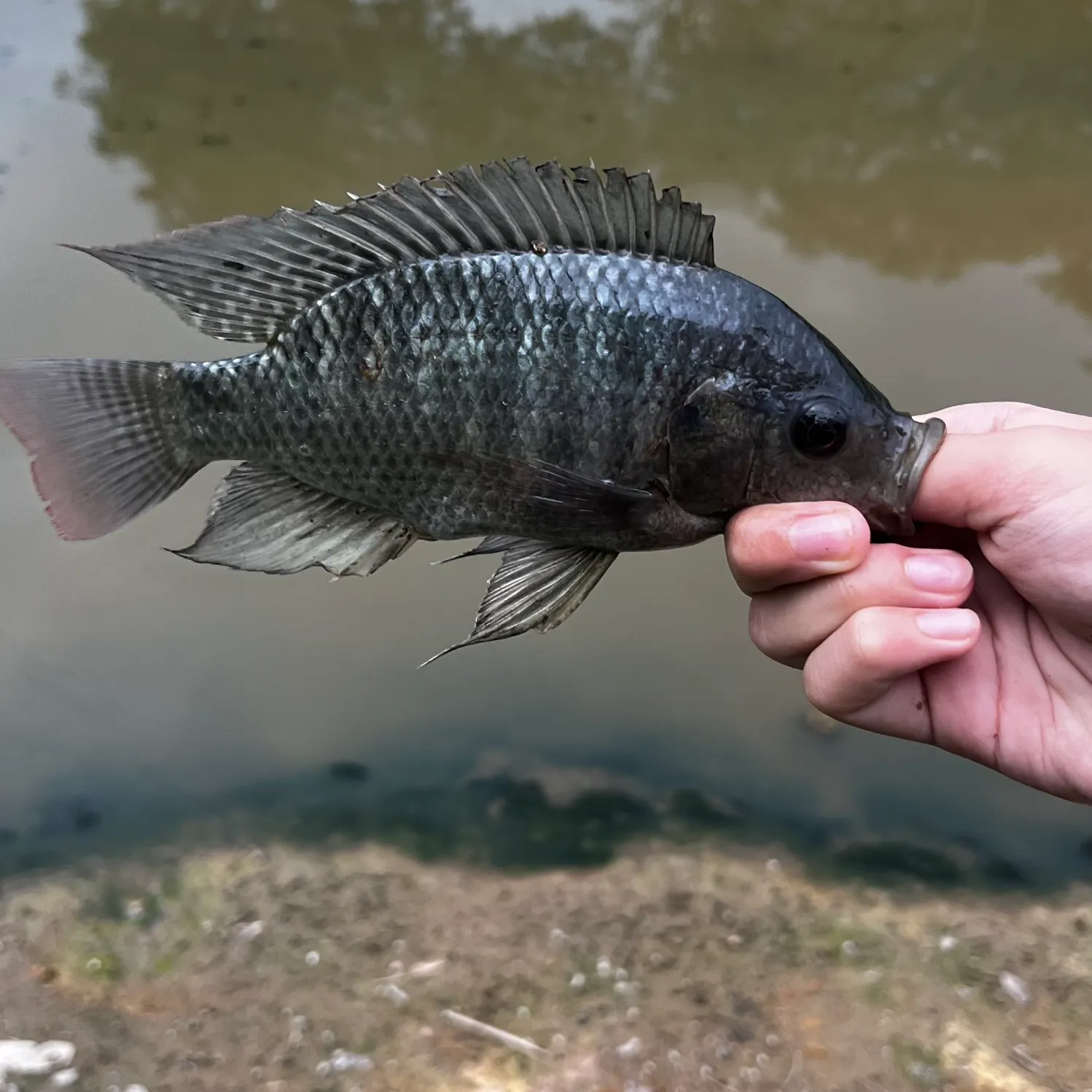 The most recent Mozambique tilapia catches on Fishbrain