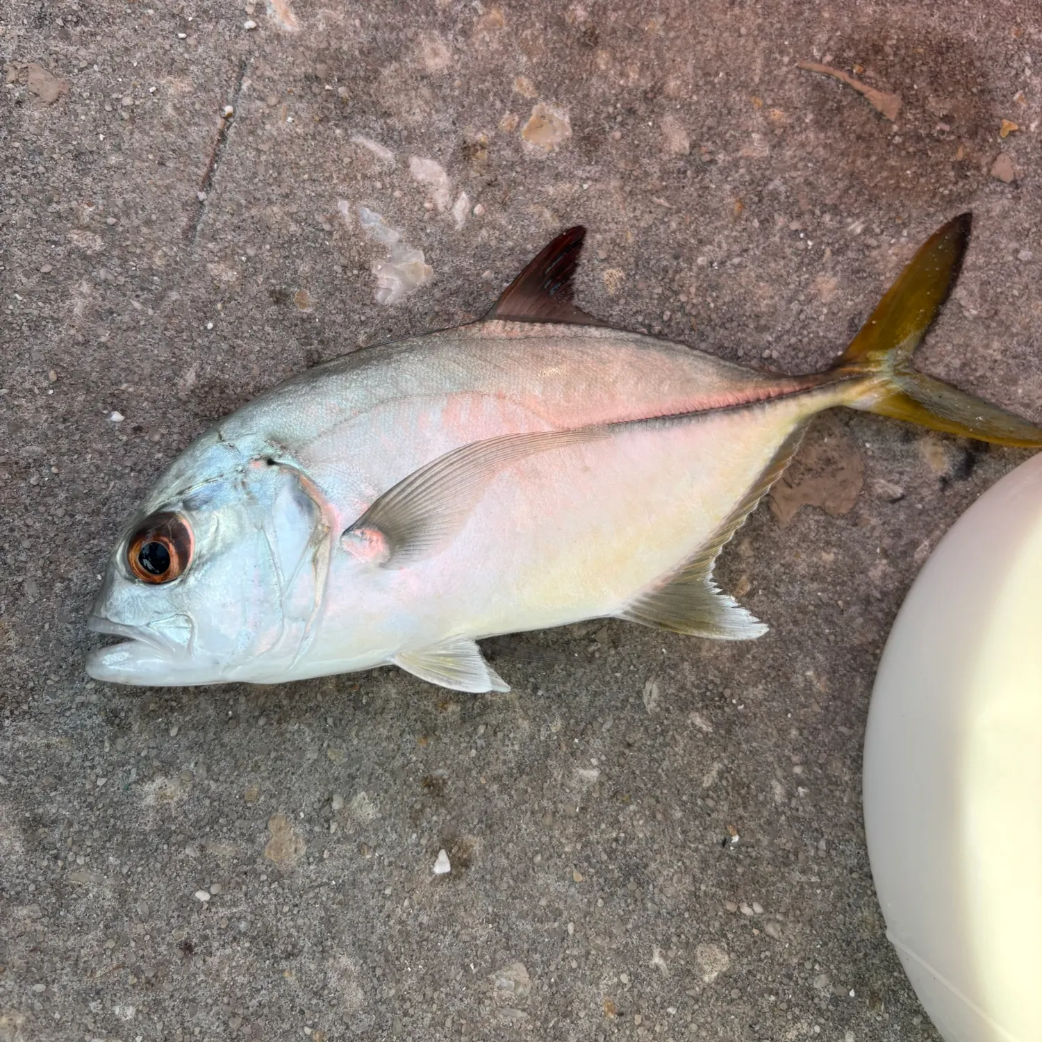 The most recent Horse-eye jack catches on Fishbrain