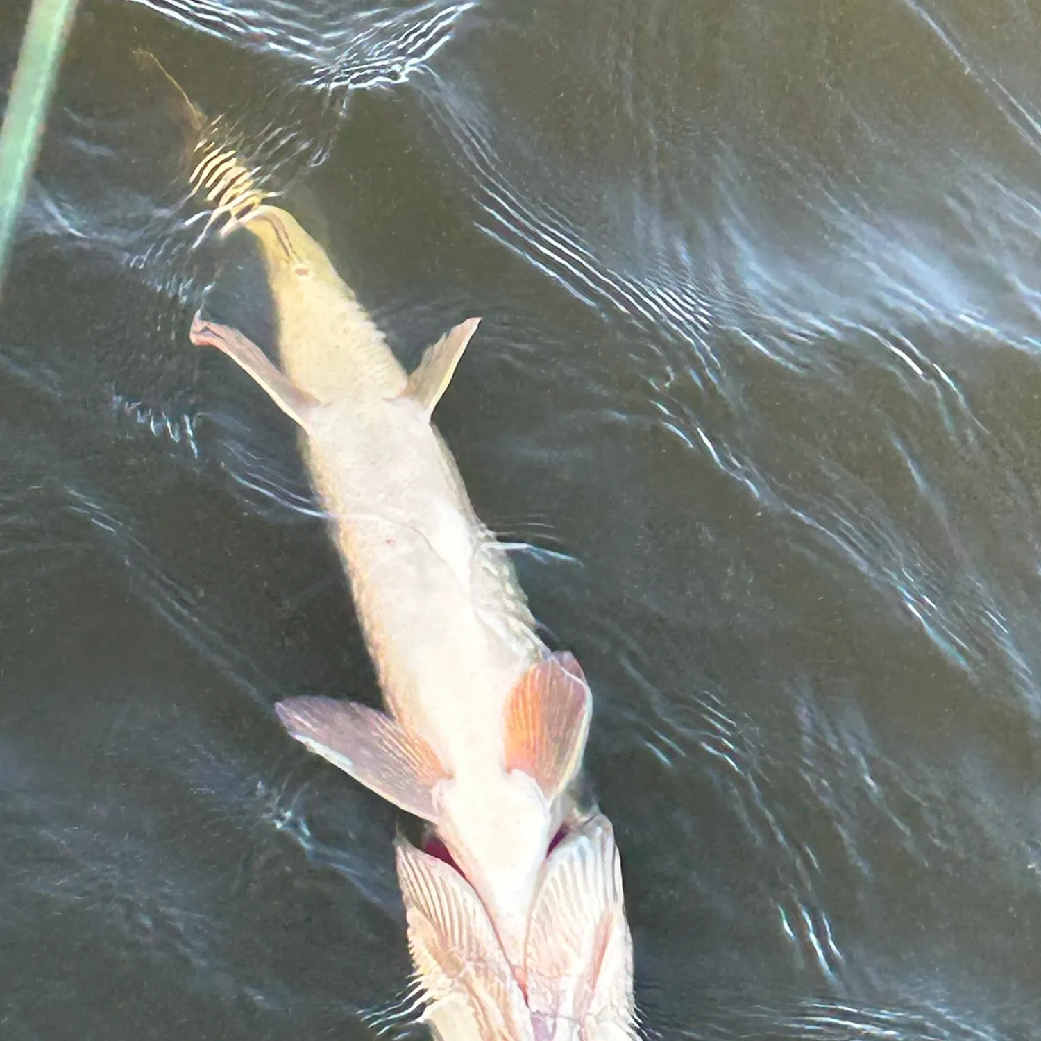 Northern pike caught on Fishbrain