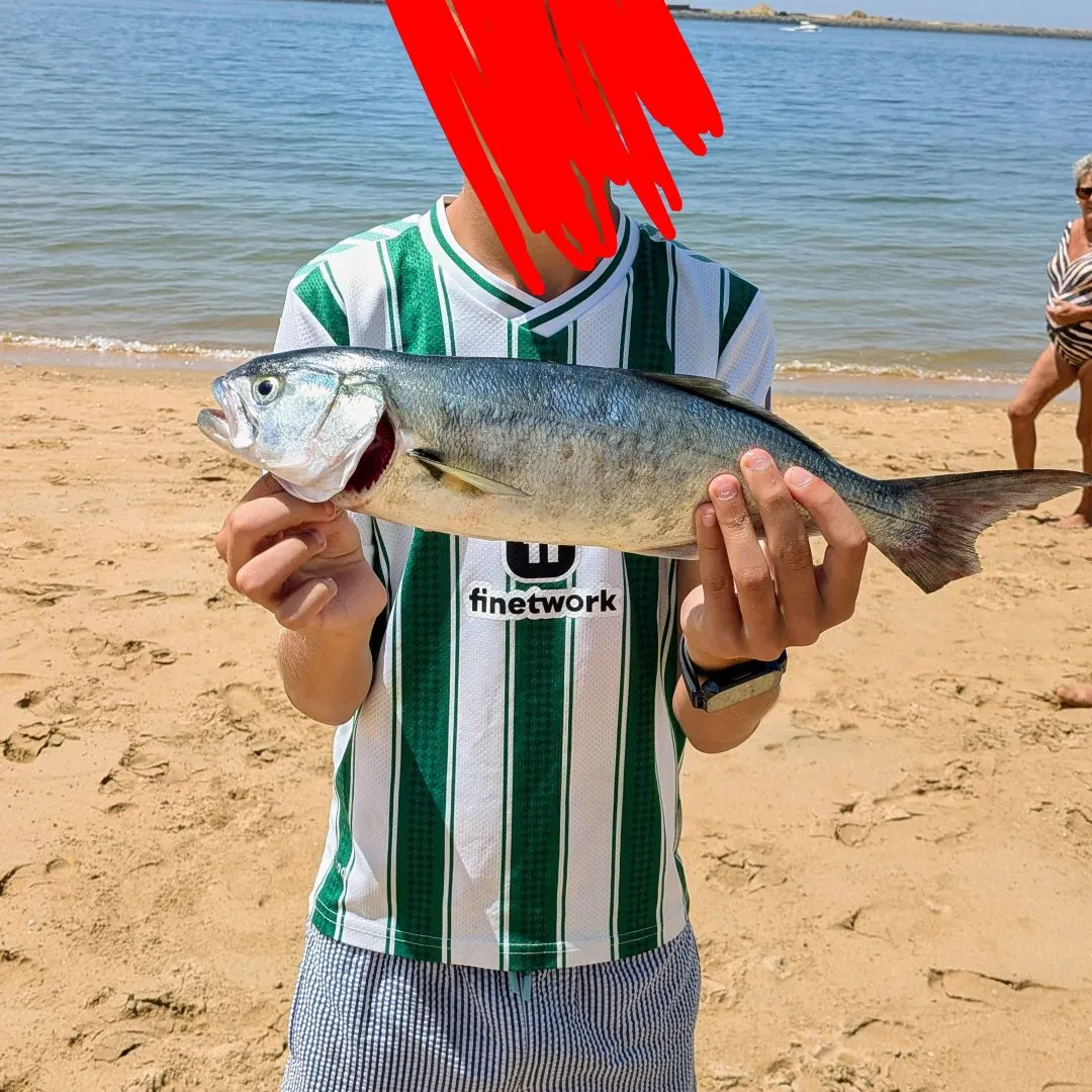 Bluefish caught on Fishbrain