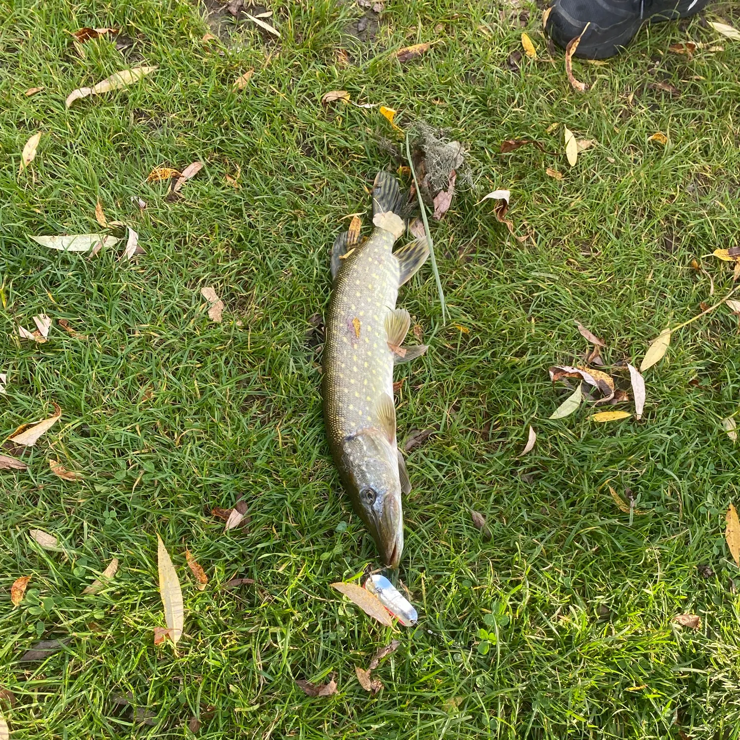 Northern pike caught on Fishbrain