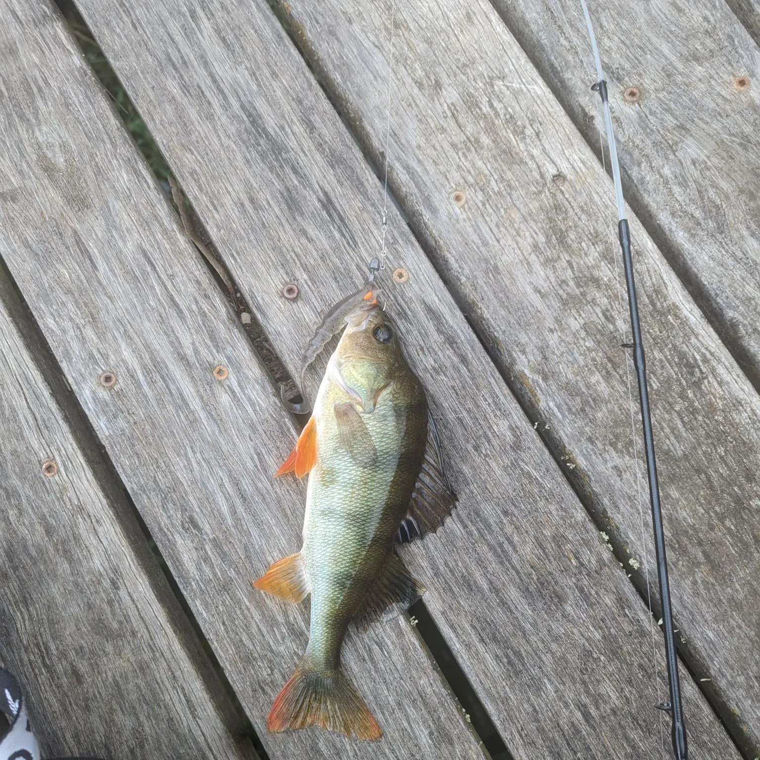 European perch caught on Fishbrain