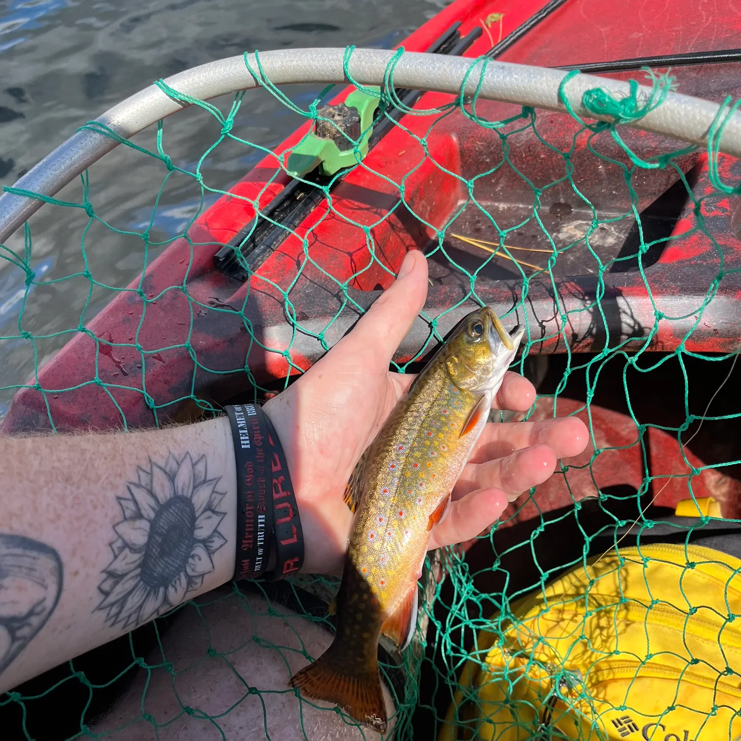 Brook trout caught on Fishbrain