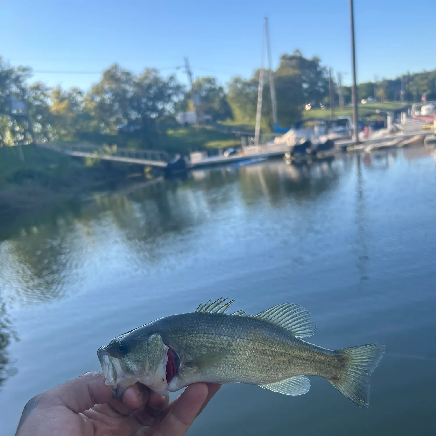 Striped bass caught on Fishbrain
