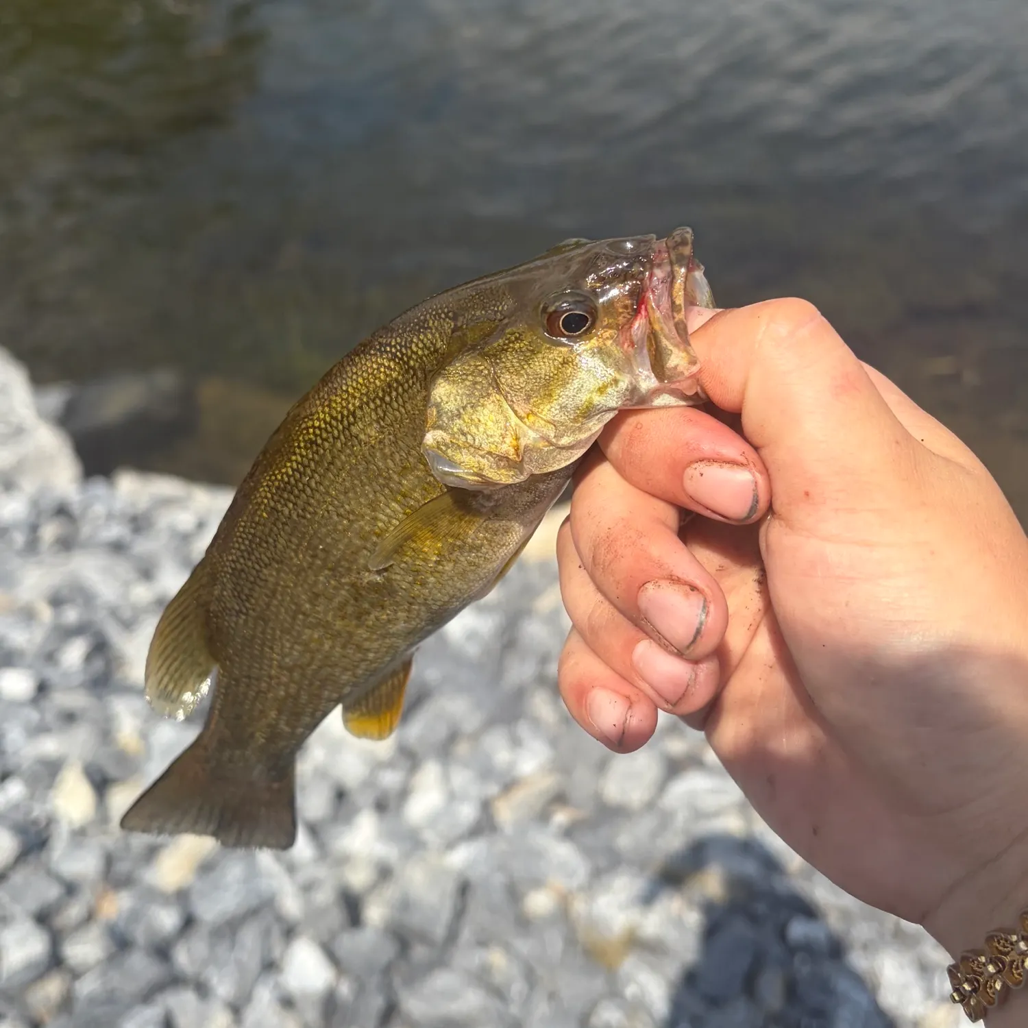 Smallmouth bass caught on Fishbrain