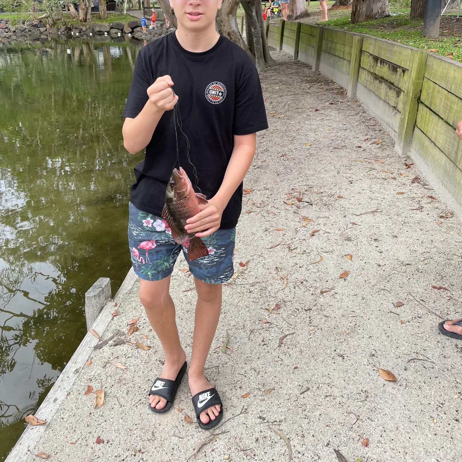 The most recent Mangrove red snapper catches on Fishbrain