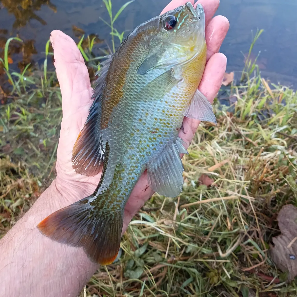 Redbreast sunfish caught on Fishbrain