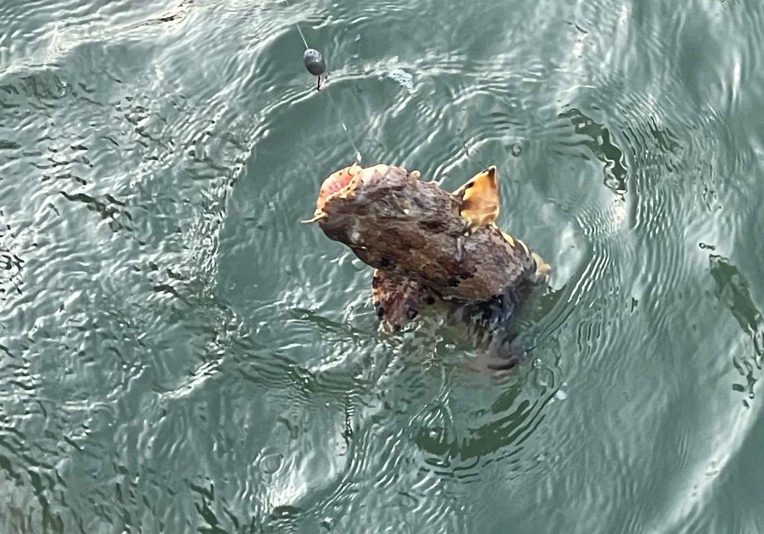 Spotted wobbegong