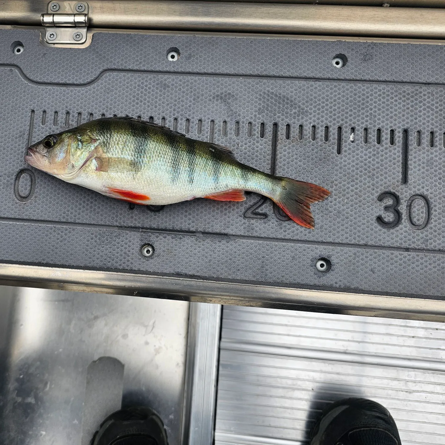 European perch caught on Fishbrain