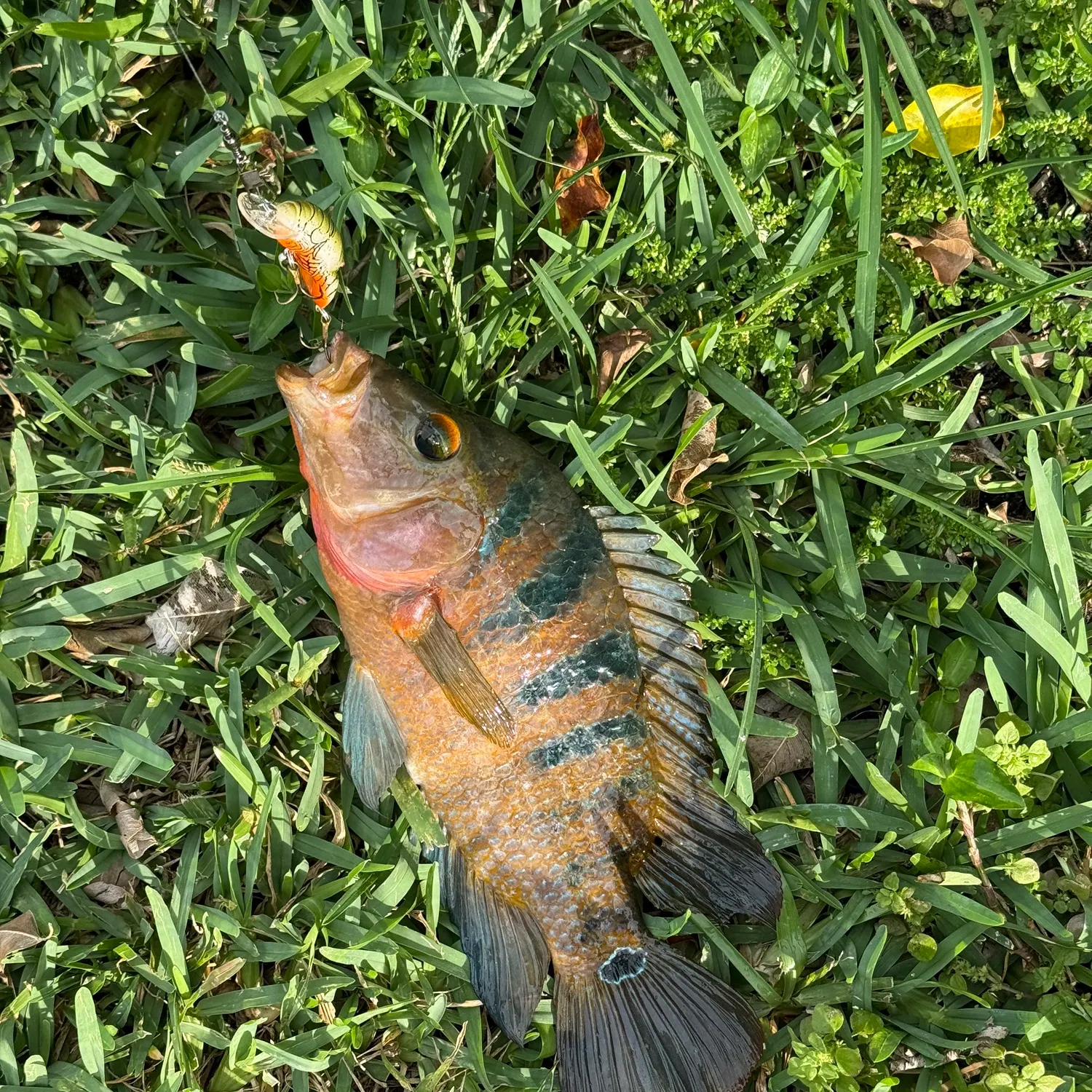 The most recent Mayan cichlid catches on Fishbrain