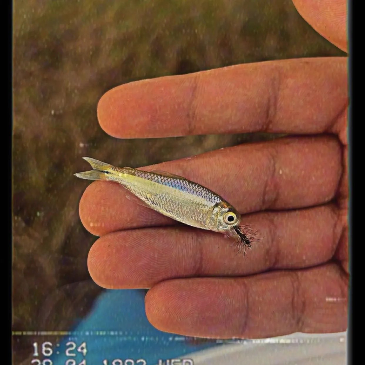 The most recent Mexican tetra catches on Fishbrain